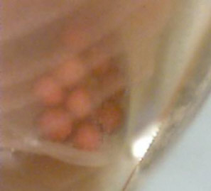Mikroskopaufnahme eines Eiersäckchens
