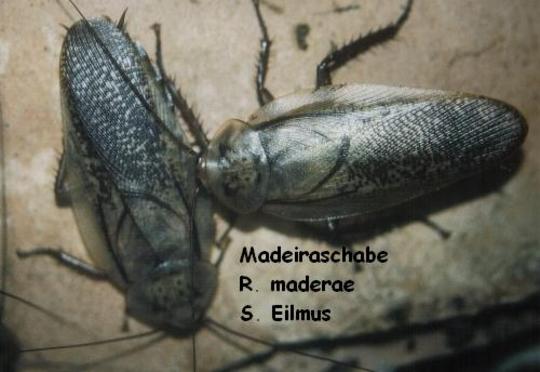 Madeiraschabe R. maderae